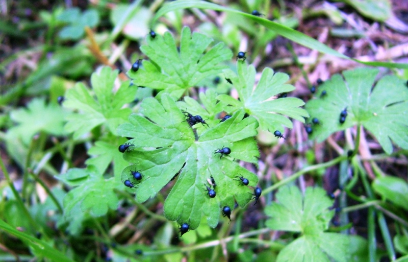 piccolissimi  da determinare: cfr.  Holotrichapion pisi